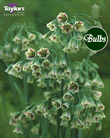 Allium Nectaroscordum Siculum Bulbs