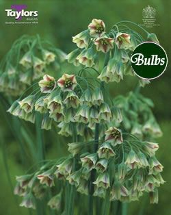 Allium Nectaroscordum Siculum Bulbs