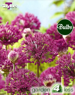 Allium Purple Sensation Bulbs