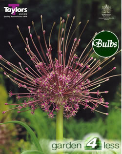 Allium Schubertii Bulbs