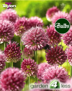 Allium Sphaerocephalon Bulbs