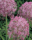 Allium Christophii Xtra Large Bulbs
