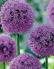Allium Gladiator Xtra Large Bulbs