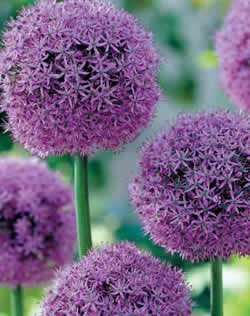 Allium Gladiator Xtra Large Bulbs