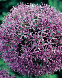 Allium His Excellence Xtra Large Bulbs