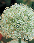 Allium Mount Everest Xtra Large Bulbs