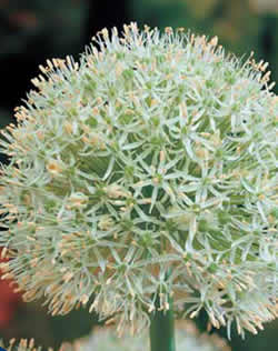 Allium Mount Everest Xtra Large Bulbs