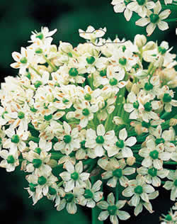 Allium Multibulbosum Xtra Large Bulbs