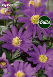 Blanda Blue - Anemone Bulb