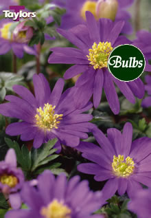 Blanda Blue - Anemone Bulb