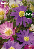 Blanda Mixed - Anemone Bulb
