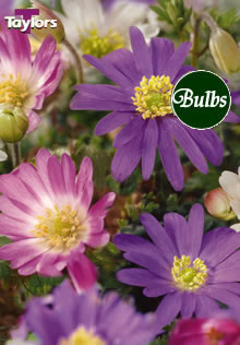 Blanda Mixed - Anemone Bulb