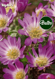 Blanda Pink - Anemone Bulb