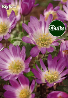 Blanda Pink - Anemone Bulb