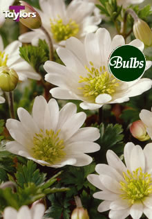 Blanda White - Anemone Bulb