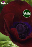 Bordeaux - Anemone Bulb