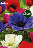 De Caen Mixed - Anemone Bulb