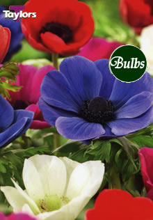 De Caen Mixed - Anemone Bulb