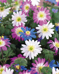 Anemone Blanda Mixed Lifestyle Collection Bulbs