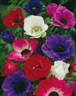 Anemone De Caen Mixed Lifestyle Collection Bulbs