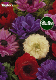 St. Brigid Mixed - Anemone Bulb