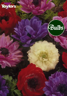 St. Brigid Mixed - Anemone Bulb