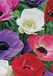 Anemone De Caen Xtra Large Bulbs