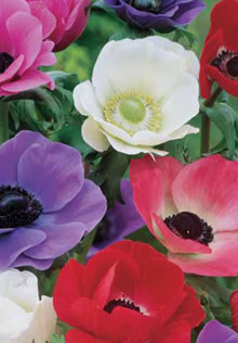 Anemone De Caen Xtra Large Bulbs