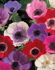 Anemone De Caen Beautiful Mixed Xtra Large Bulbs