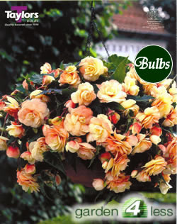 Champagne-Exotic Begonia Bulb