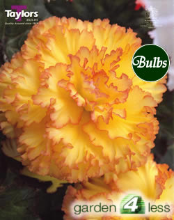 Feathered Sun - Exotic Begonia Bulb