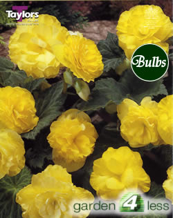 Golden-Fiesta Begonia Bulb