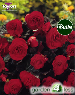 Schweizerland -Exotic Begonia Bulb