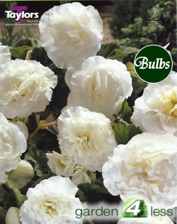 Snow Star-Fiesta Begonia Bulb