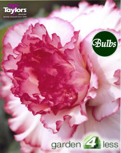 Starburst -Exotic Begonia Bulb
