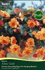 Aztec Gold-Exotic Begonia Bulb