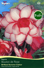 Bouton de Rose-Exotic Begonia Bulb