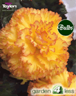 Feathered Sun - Exotic Begonia Bulb