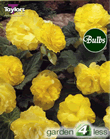 Golden-Fiesta Begonia Bulb
