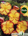 Yellow Marginata Crispa Begonia