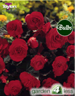 Schweizerland -Exotic Begonia Bulb