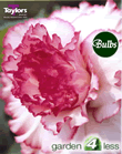 Starburst -Exotic Begonia Bulb