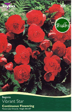 Vibrant Star-Fiesta Begonia Bulb