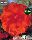 Orange Double Begonia Bulb