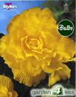 Yellow Double Begonia Bulb