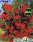 Orange Pendula Begonia Bulb