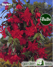 Red Pendula Begonia