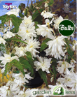 White Pendula Begonia Bulb