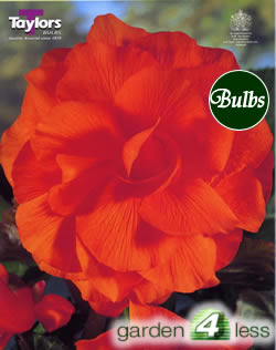 Orange Double Begonia Bulb