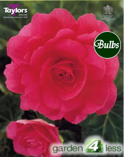Pink Double Begonia Bulb
